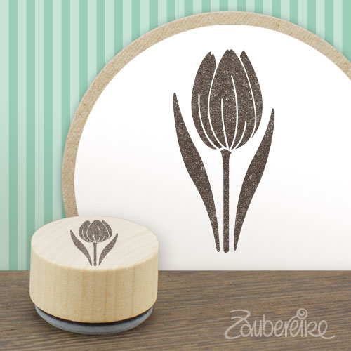 Midistempel Tulpe